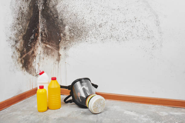 Best Same-Day Mold Removal  in Linden, TN