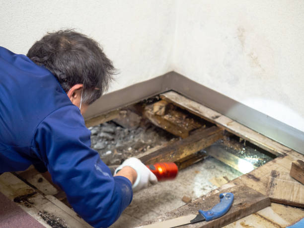 Best Mold Cleaning Services  in Linden, TN