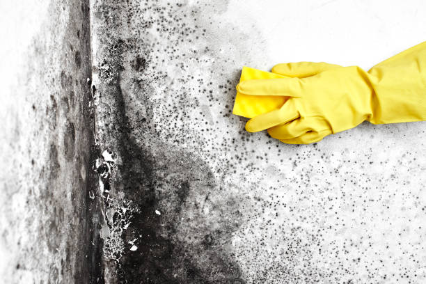 Best Mold Testing  in Linden, TN