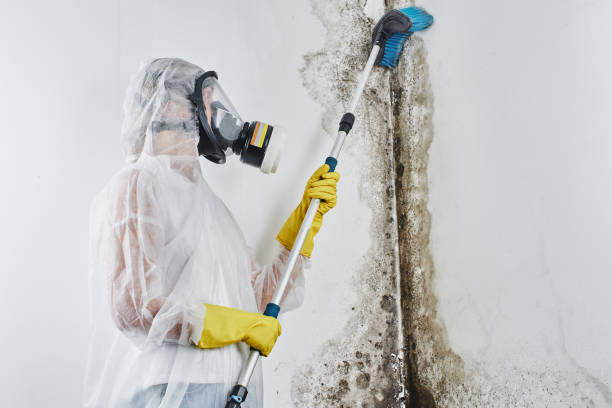 Professional Mold Removal in Linden, TN