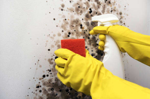 Best Mold Remediation Services  in Linden, TN