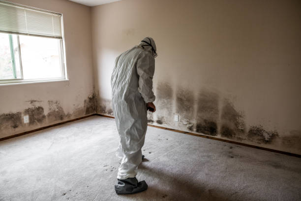 Best Mold Removal Company Near Me  in Linden, TN