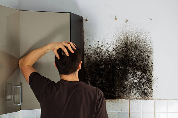Best Mold Damage Repair  in Linden, TN