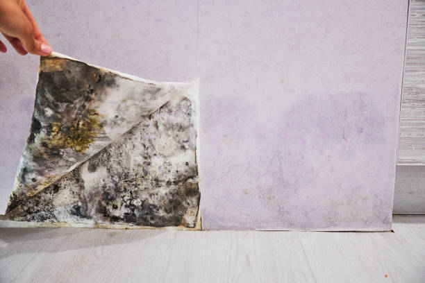 Best Professional Mold Removal  in Linden, TN